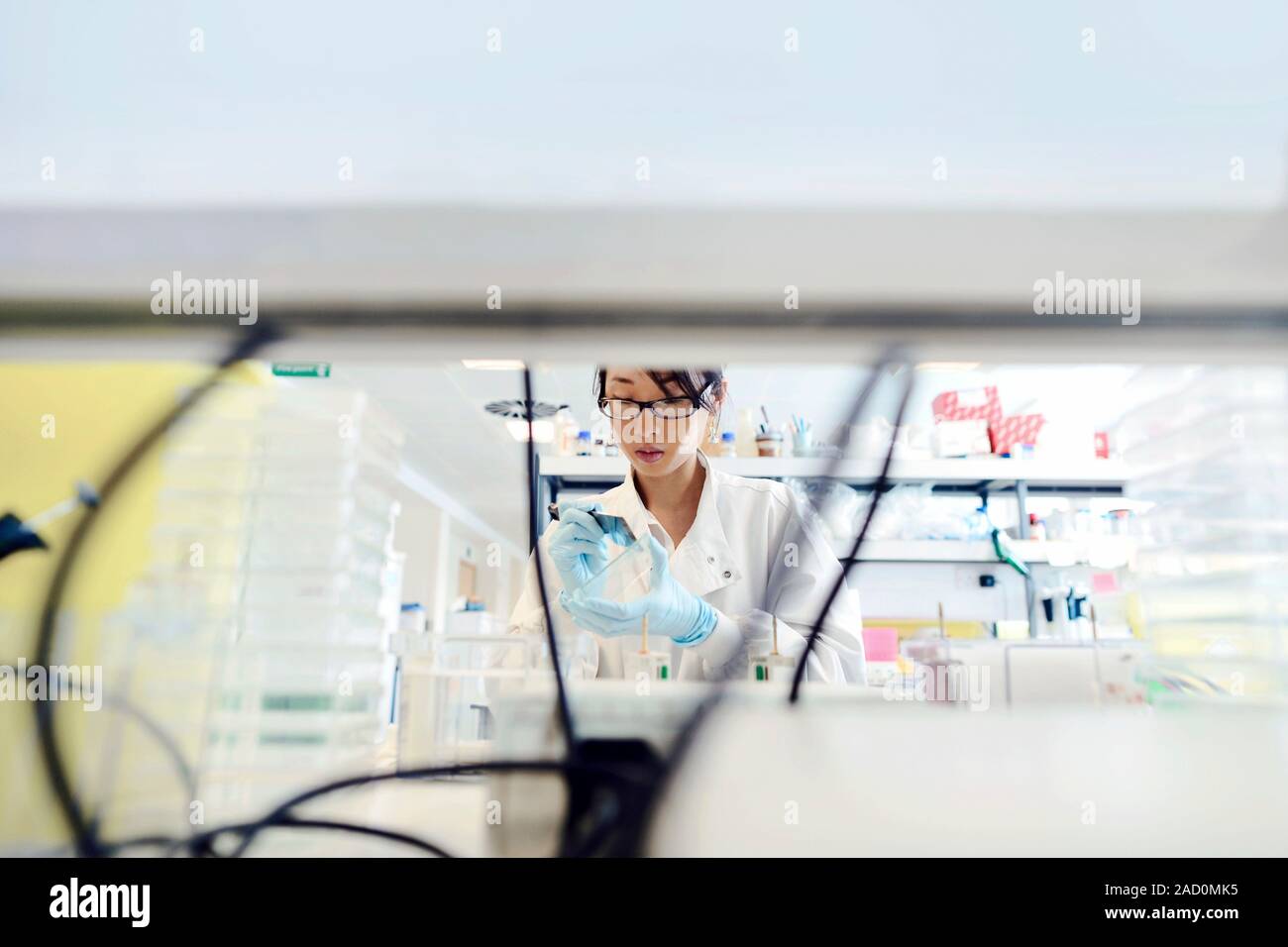 Scraping cells from tissue culture. Researcher using a tool to scrape