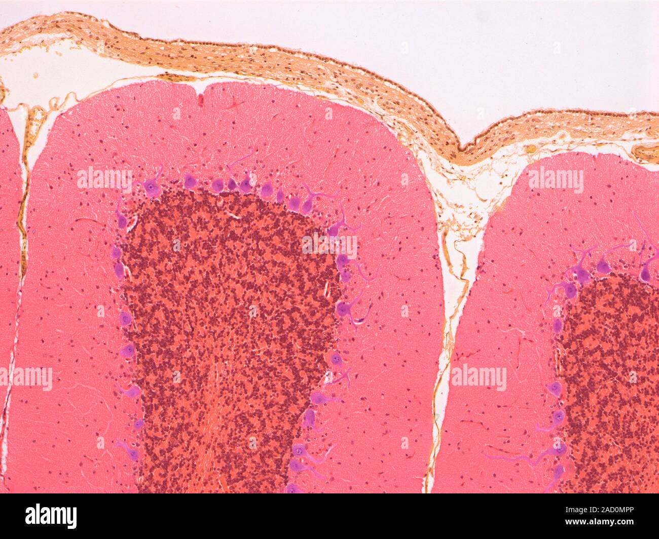 Cerebellum. Light micrograph of a section through the cerebellum in the ...