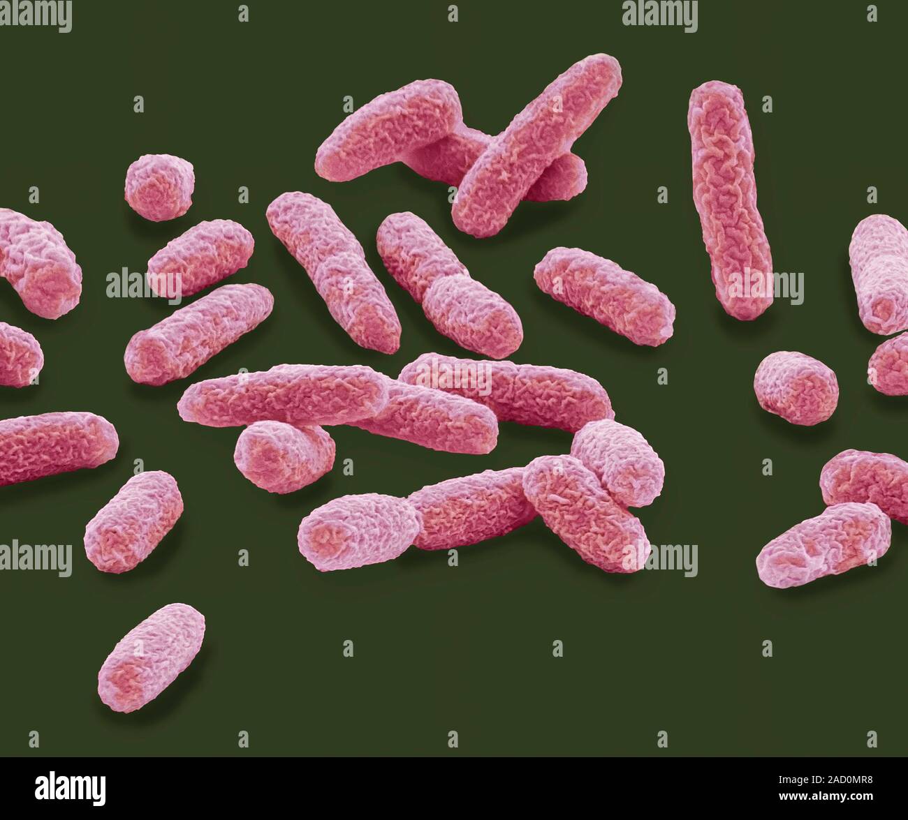E. coli bacteria. Coloured scanning electron micrograph (SEM) of