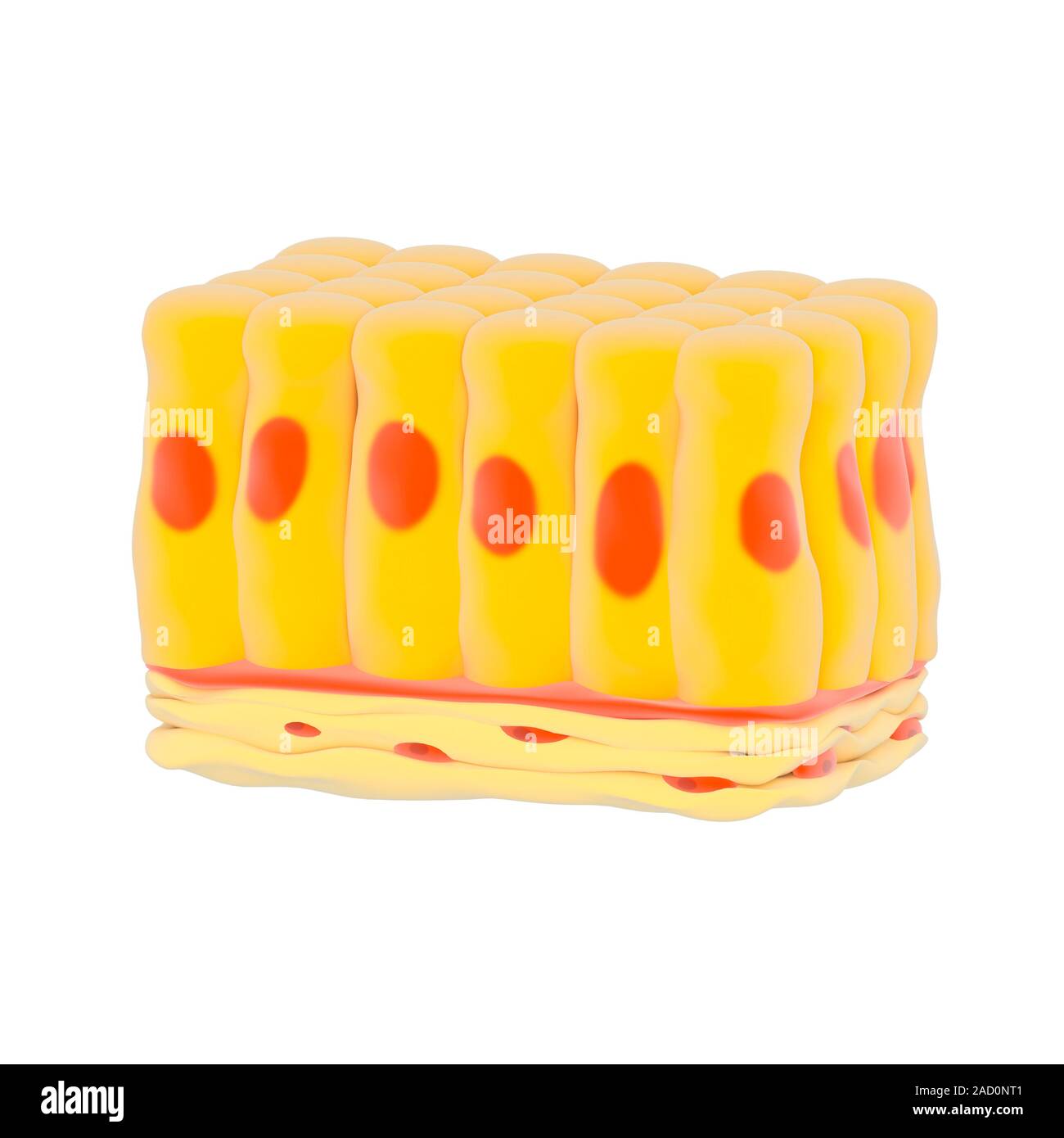 Simple columnar epithelial tissue, illustration. Epithelial tissues