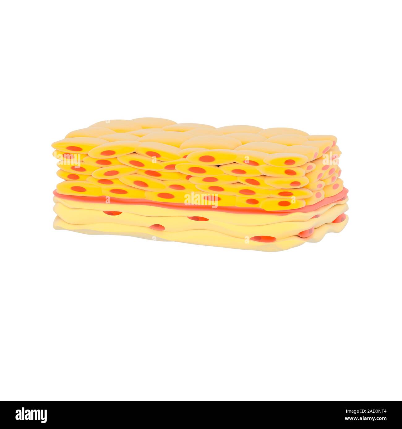 Stratified squamous epithelial tissue, illustration. Epithelial tissues