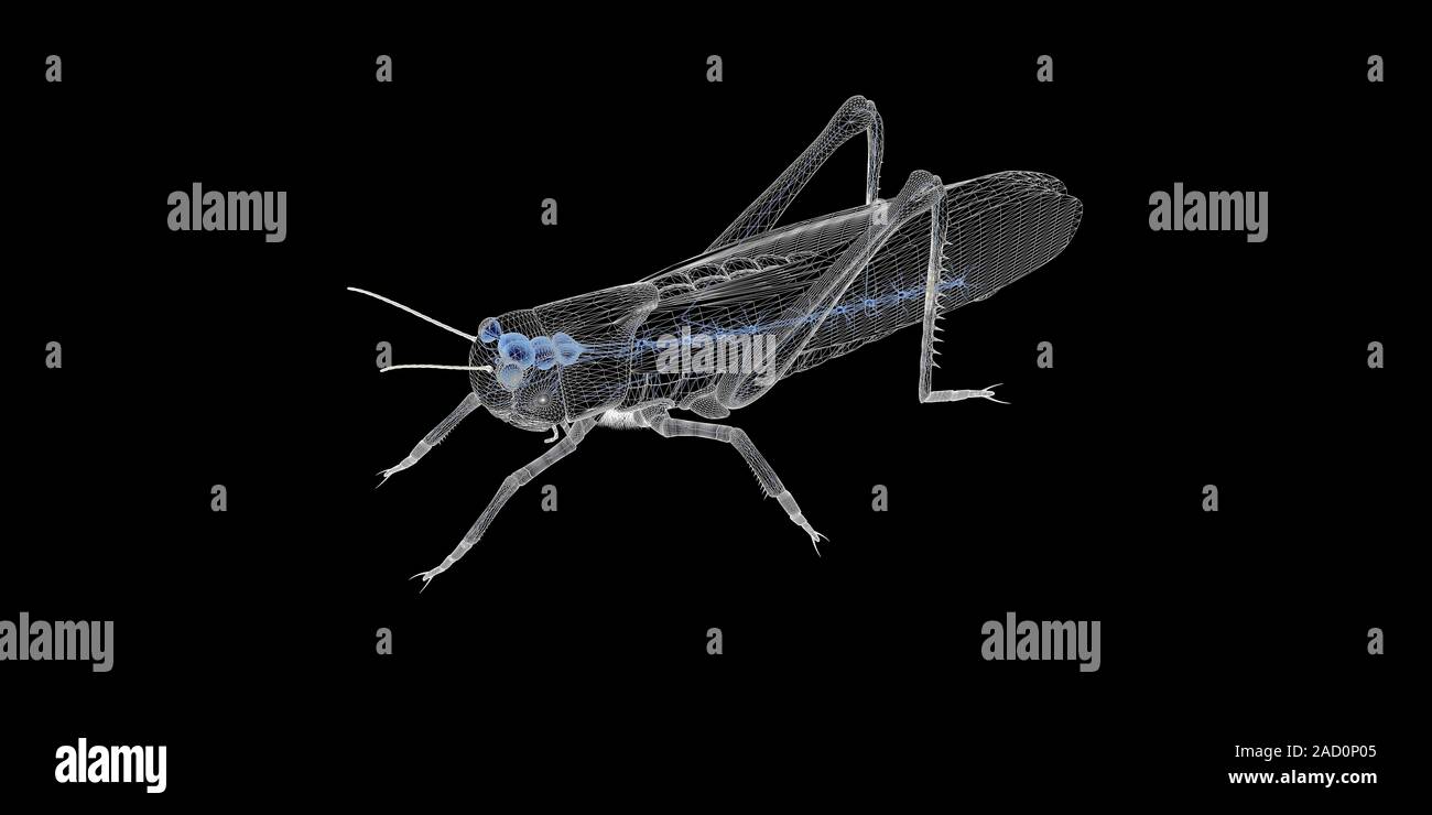 Grasshopper nervous system, illustration. The nervous system of an ...