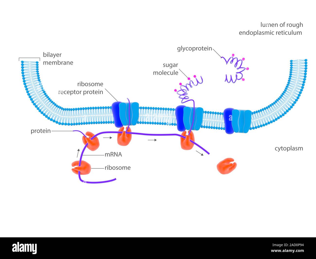 Cellular protein synthesis. Illustration of the synthesis of proteins