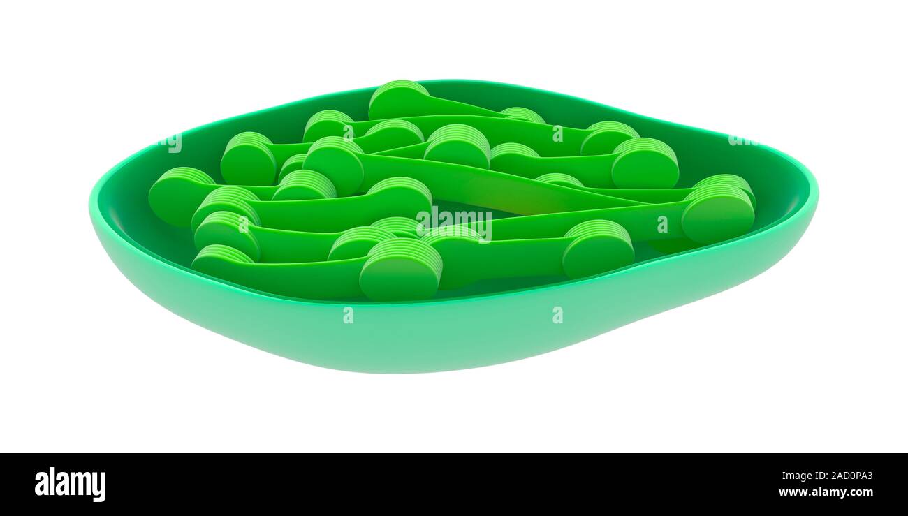 Chloroplast. Illustration of the internal structure of a chloroplast ...