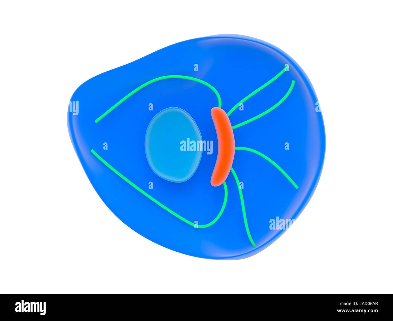 Microtubule polarity. Illustration showing the polarity of microtubules