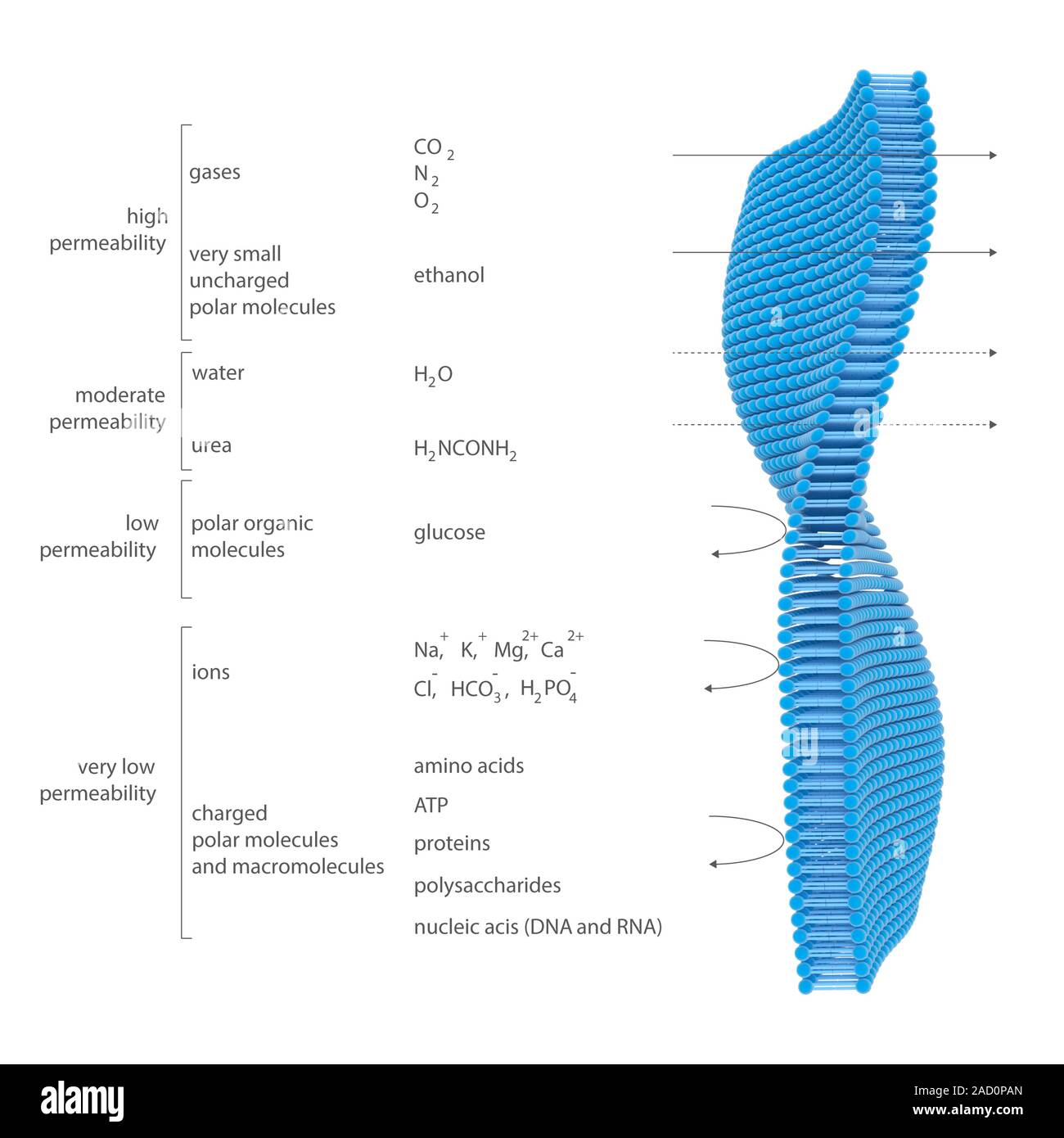 Membrane permeability. Illustration showing the relative permeability