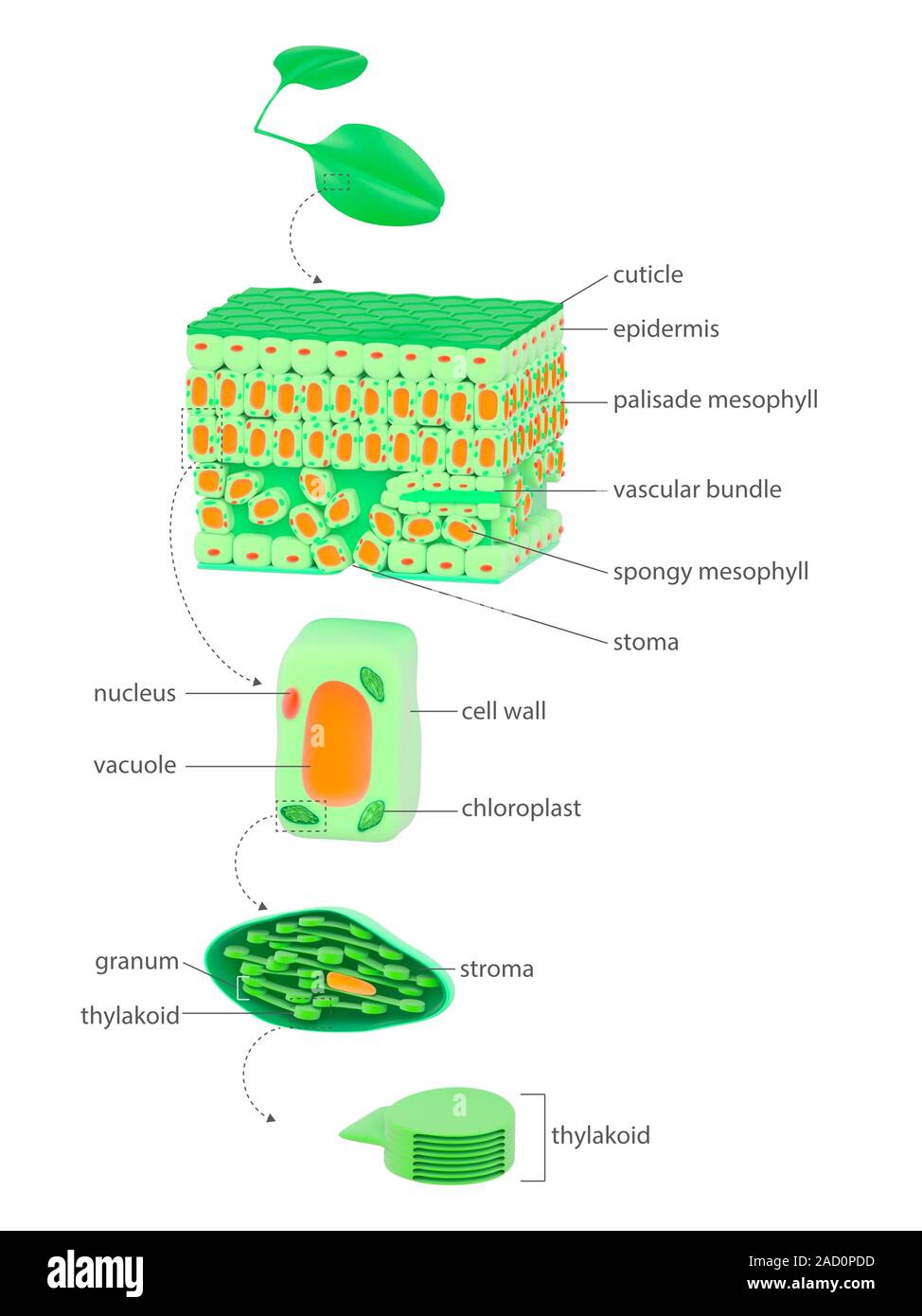 Leaf to chloroplast. Illustration of the anatomy of a flowering plant