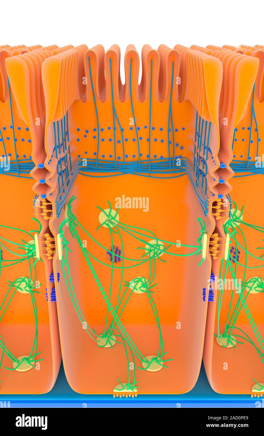 Intestinal cell junctions. Illustration of an intestinal epithelial