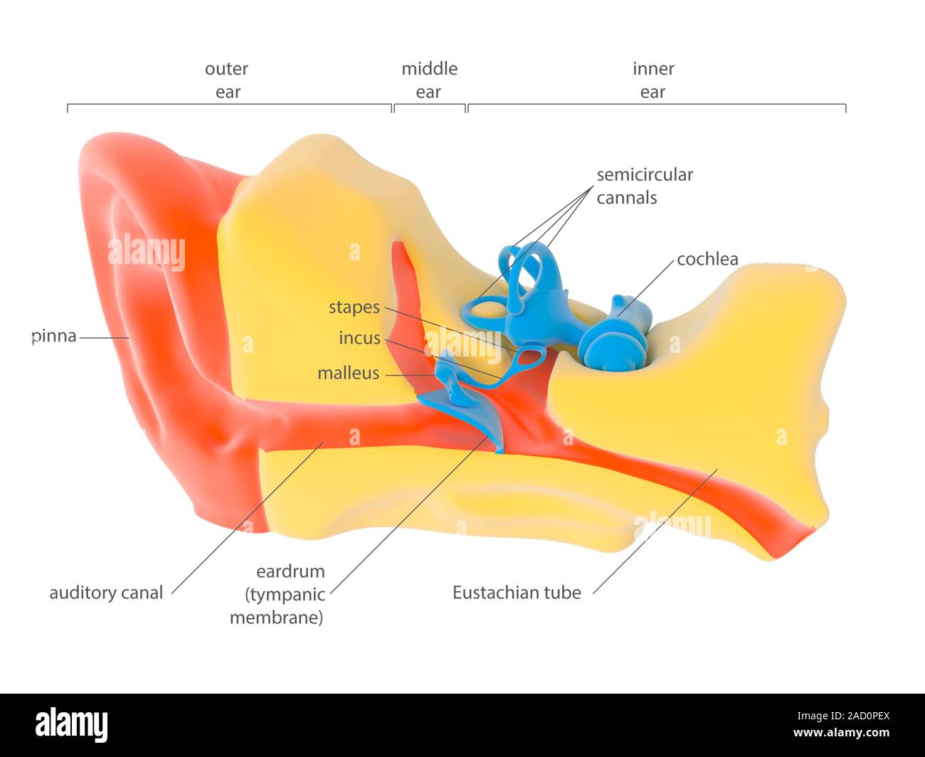 Human ear anatomy. Illustration showing the outer (left), middle