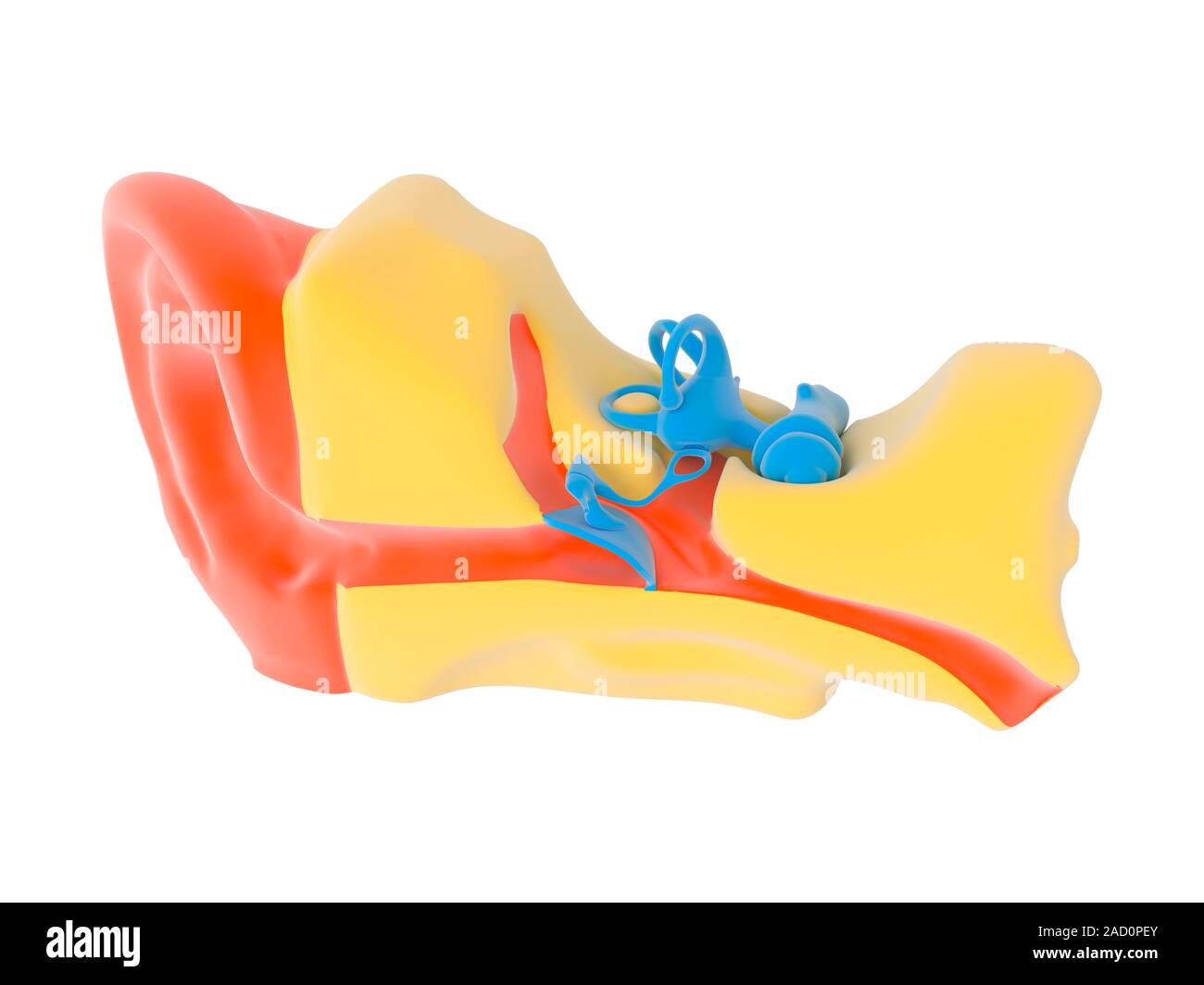 Human ear anatomy. Illustration showing the outer (left), middle