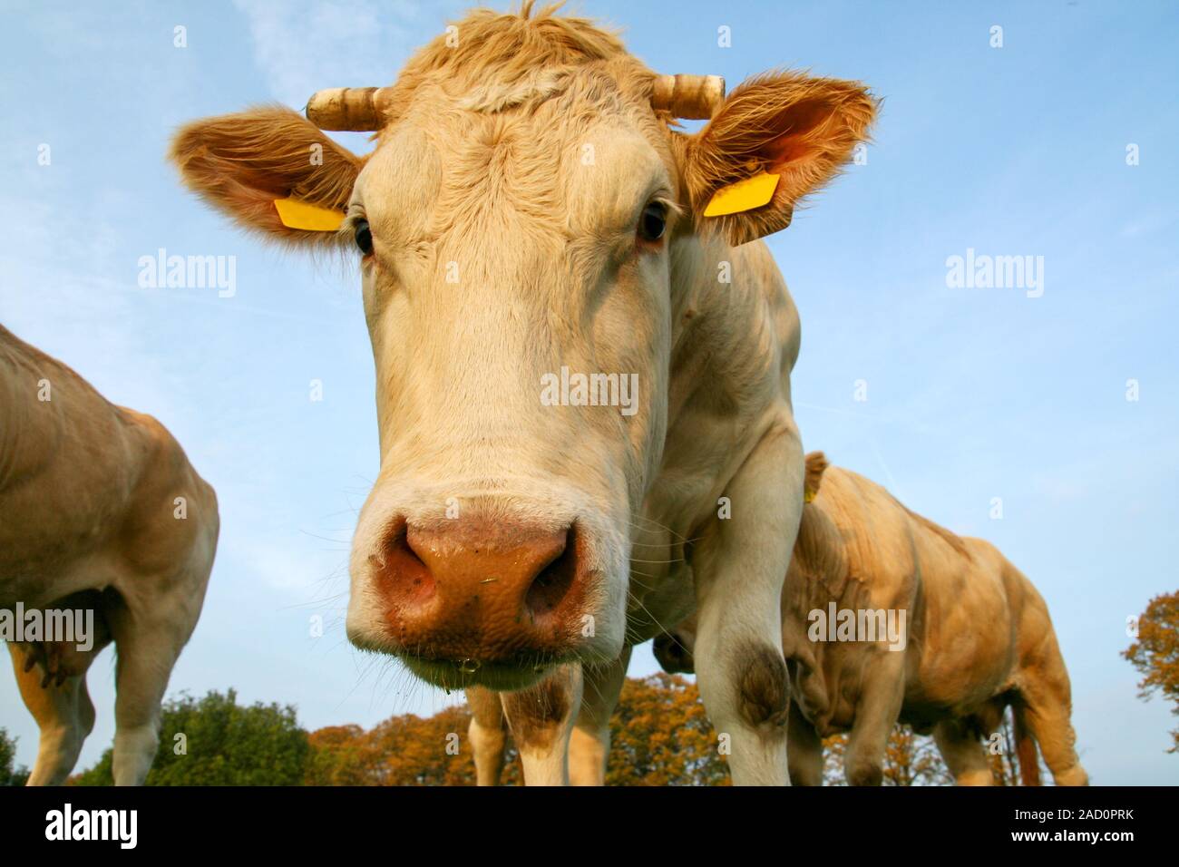 Cow in a pasture looking close up Stock Photo - Alamy