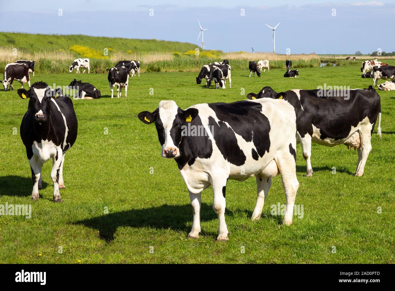 Black and white Holstein Friesian cows grazing on farmland. Stock Photo