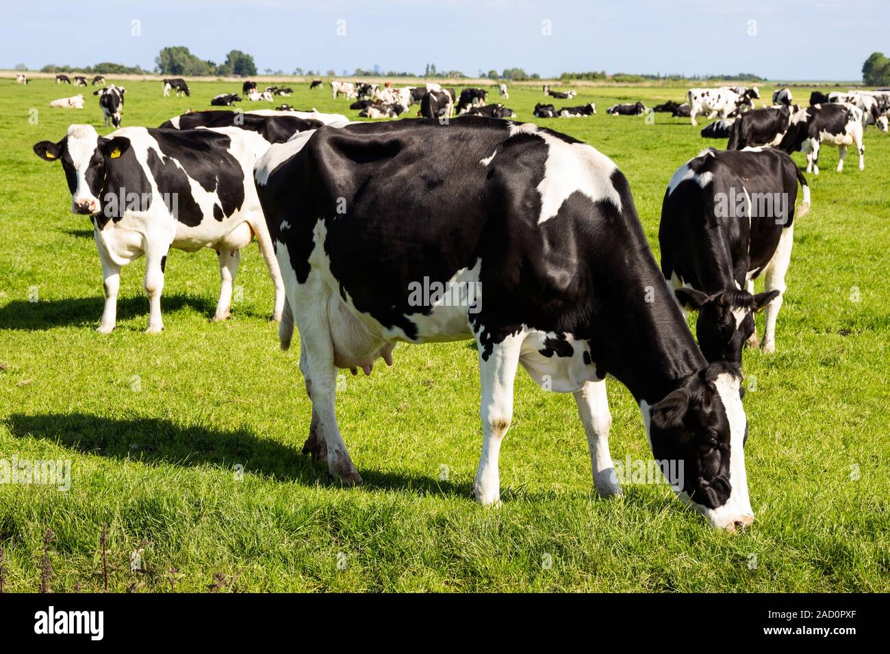 Black and white Holstein Friesian cows grazing on farmland. Stock Photo