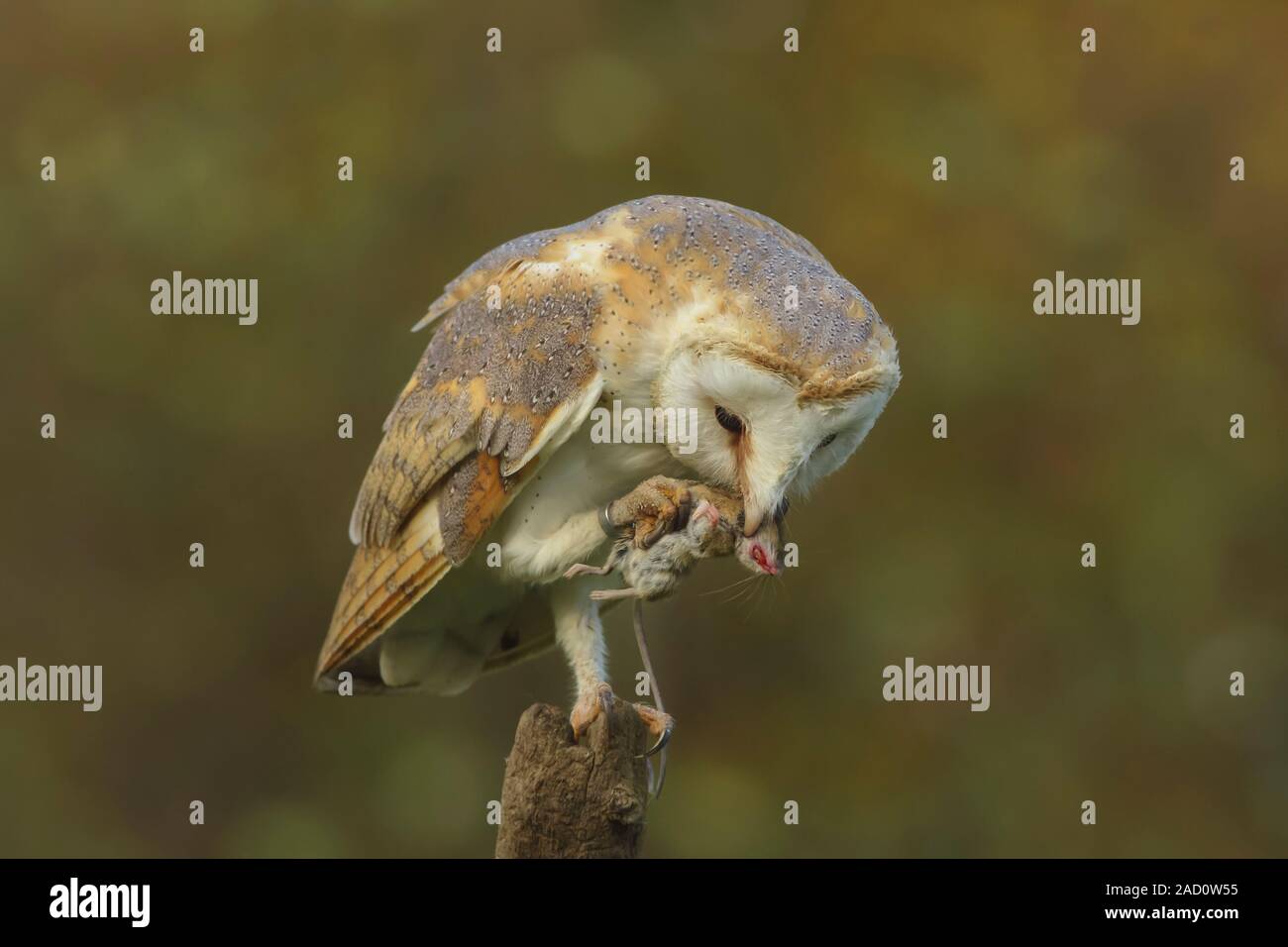Barn Owl with Prey Stock Photo
