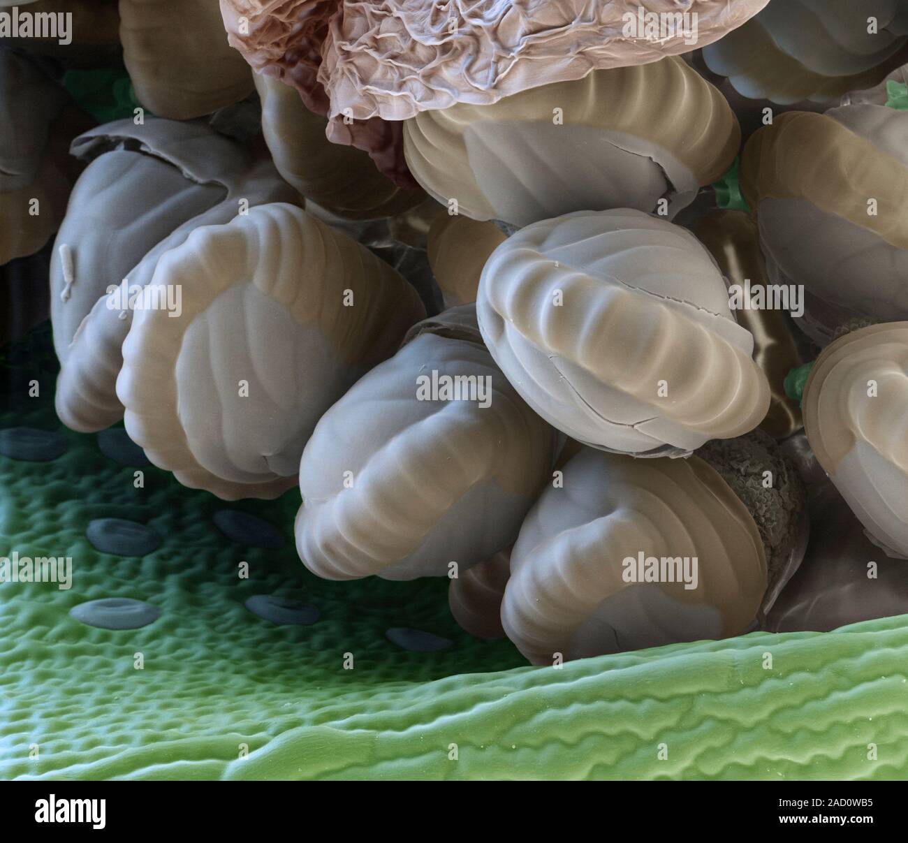 Fern spores. Coloured scanning electron micrograph (SEM) of spores ...