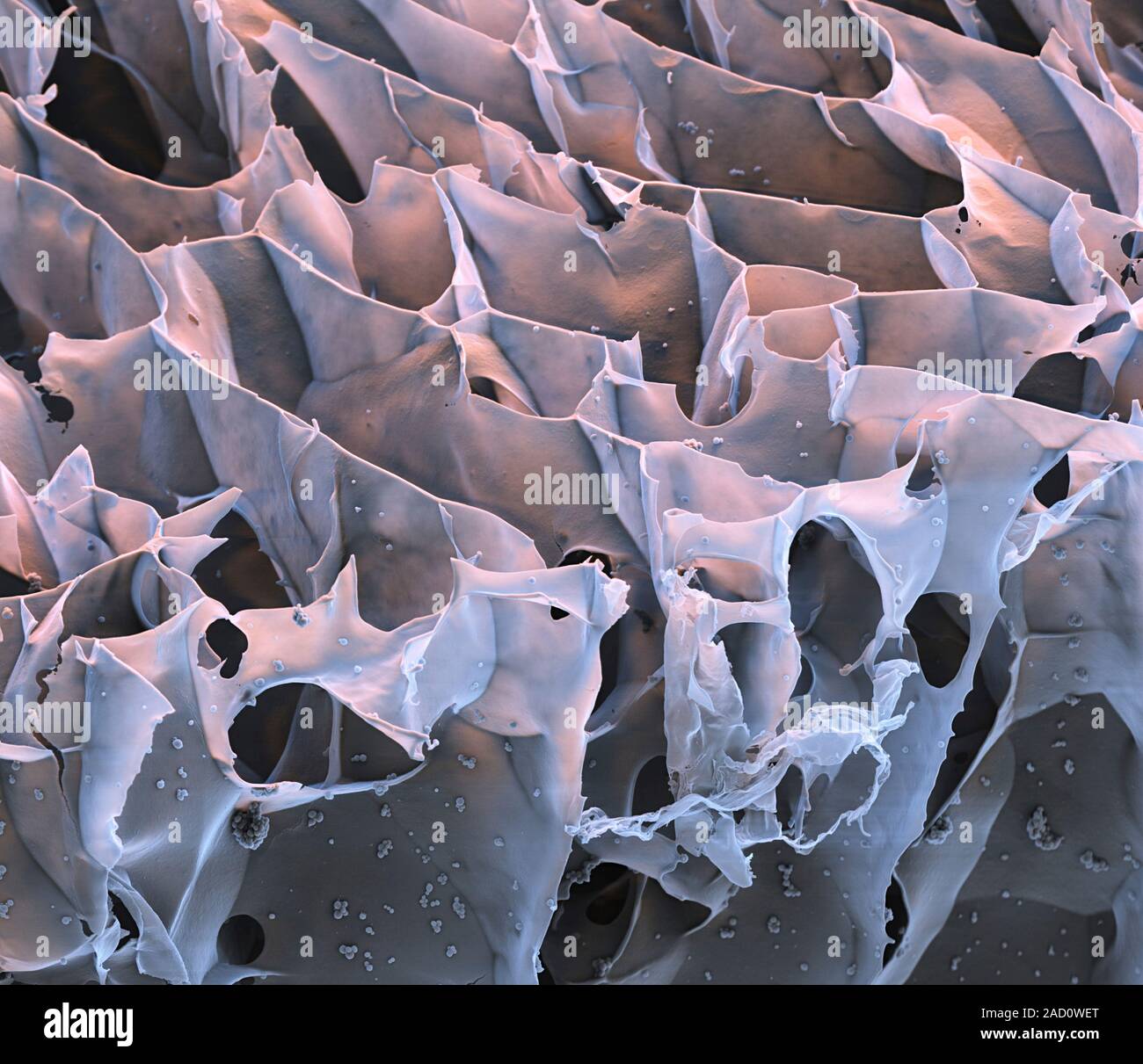 Spider silk from bacteria. Coloured scanning electron micrograph (SEM) of spider silk produced