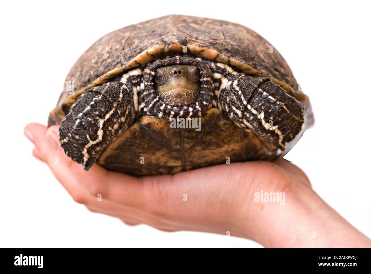 Girl's hand with a turtle isolated on white background Stock Photo