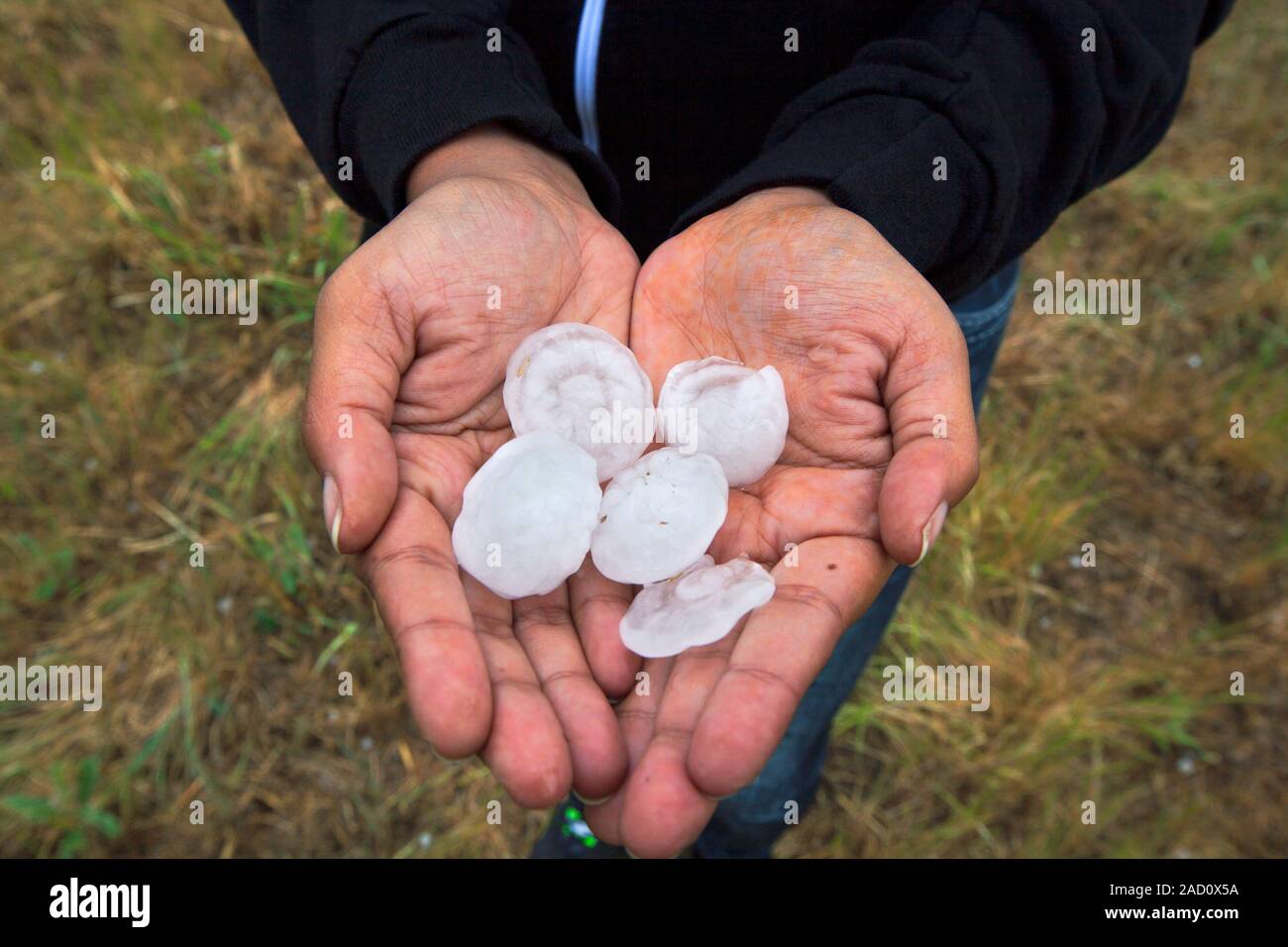 Large hail. Person holding golfballsized hailstones. Photographed in