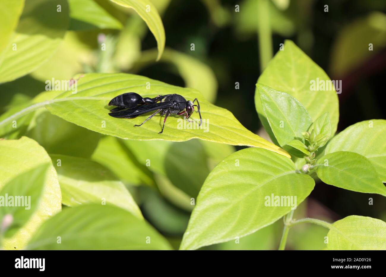 Delta emarginatum, a species of potter wasp. Potter, or mason, wasps ...