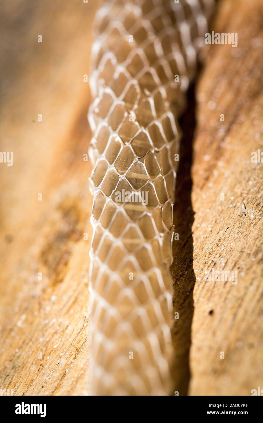 Close up of the skin of a snake after moulting Stock Photo