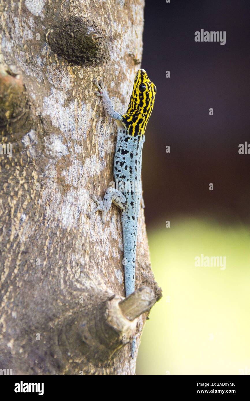 Gecko with yellow head (Lygodactylus picturatus) climbs a trunk, Zanzibar Stock Photo