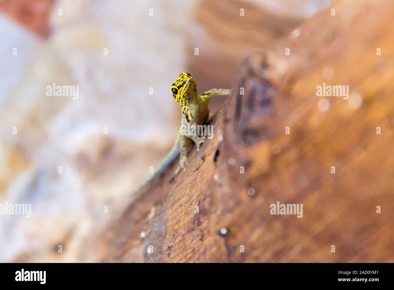 Close up of a Gecko with yellow head (Lygodactylus picturatus) on a wooden pole, Zanzibar Stock Photo
