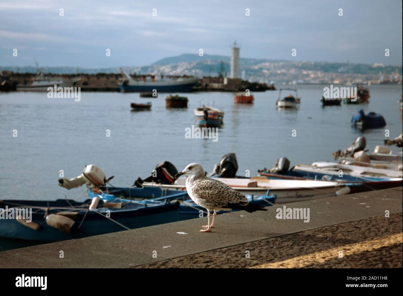 Seagull at the Portici harbor on autumn 2019 Stock Photo
