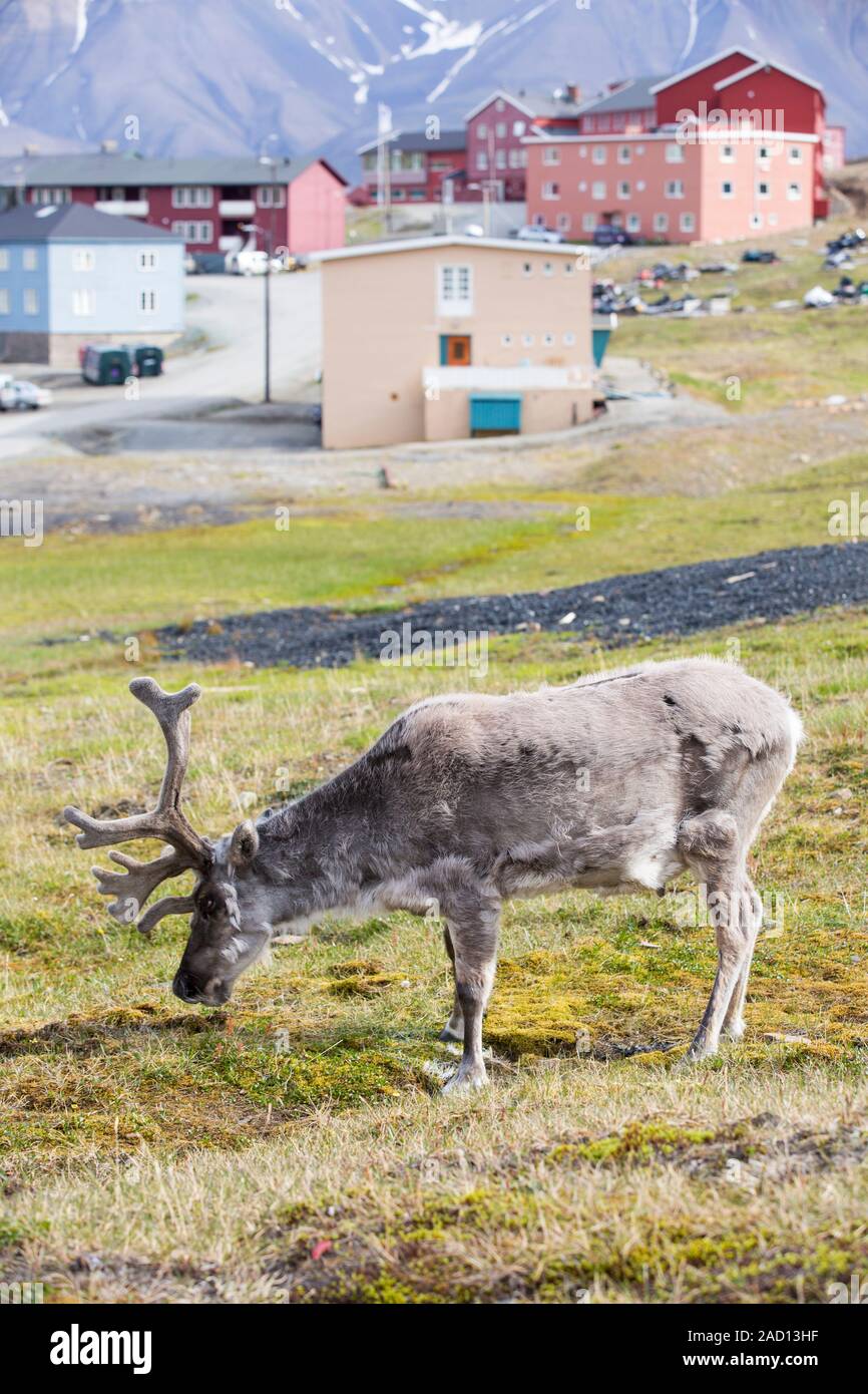A male Svalbard Reindeer (Rangifer tarandus) moulting in summer with