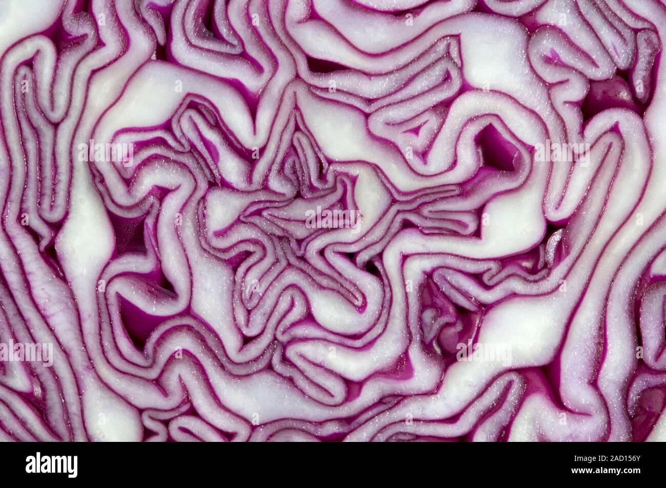 Red cabbage. Close up abstract image of a sliced section of cabbage in