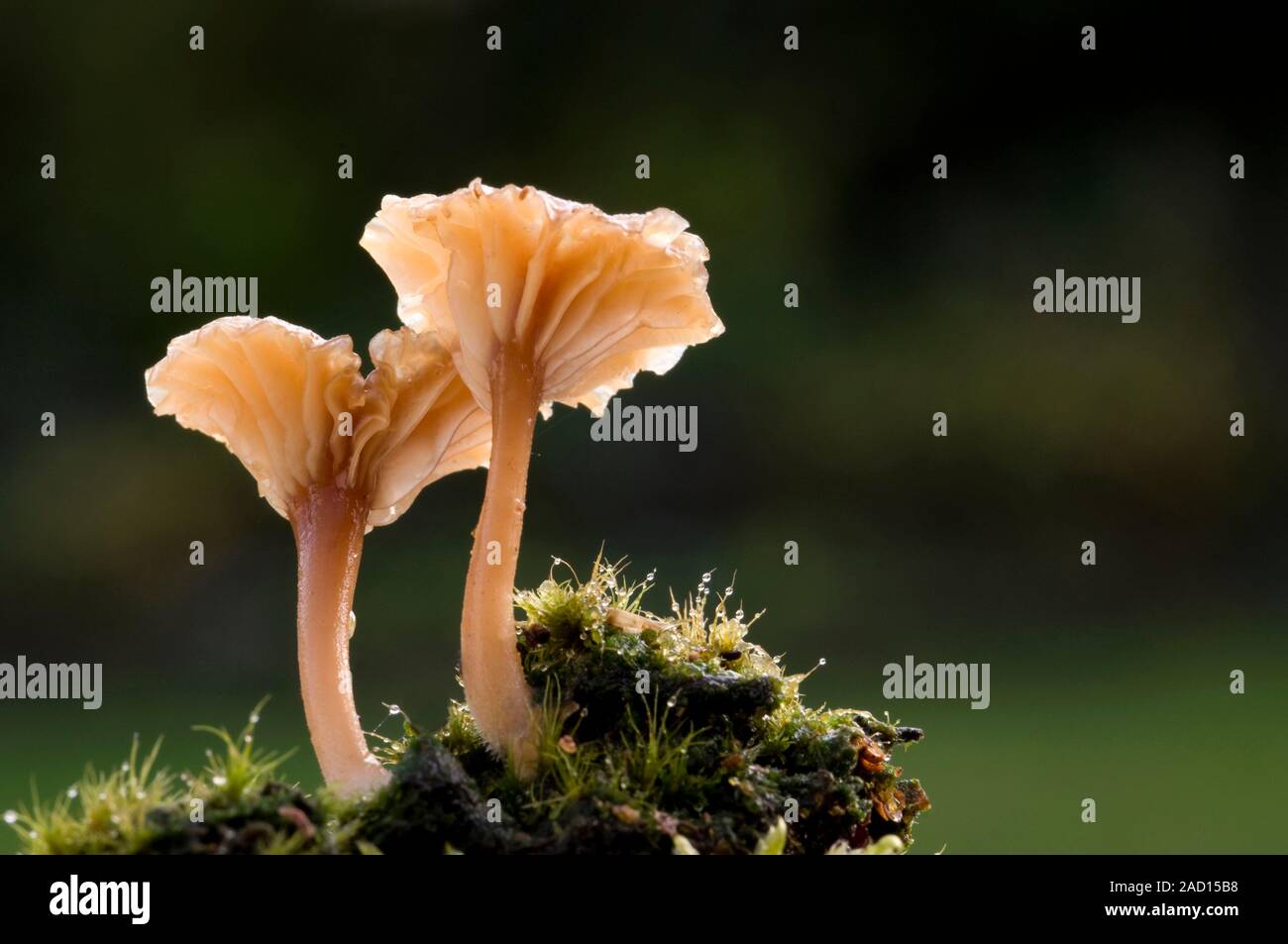 Close up profile of the delicate umbrellalike fruiting bodies of the