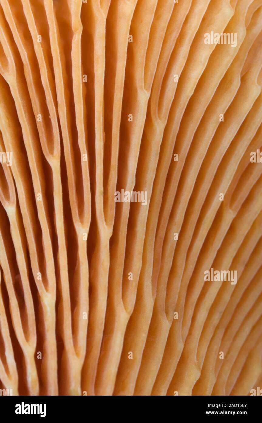 Closeup abstract of the gill structure of a false chanterelle fungus