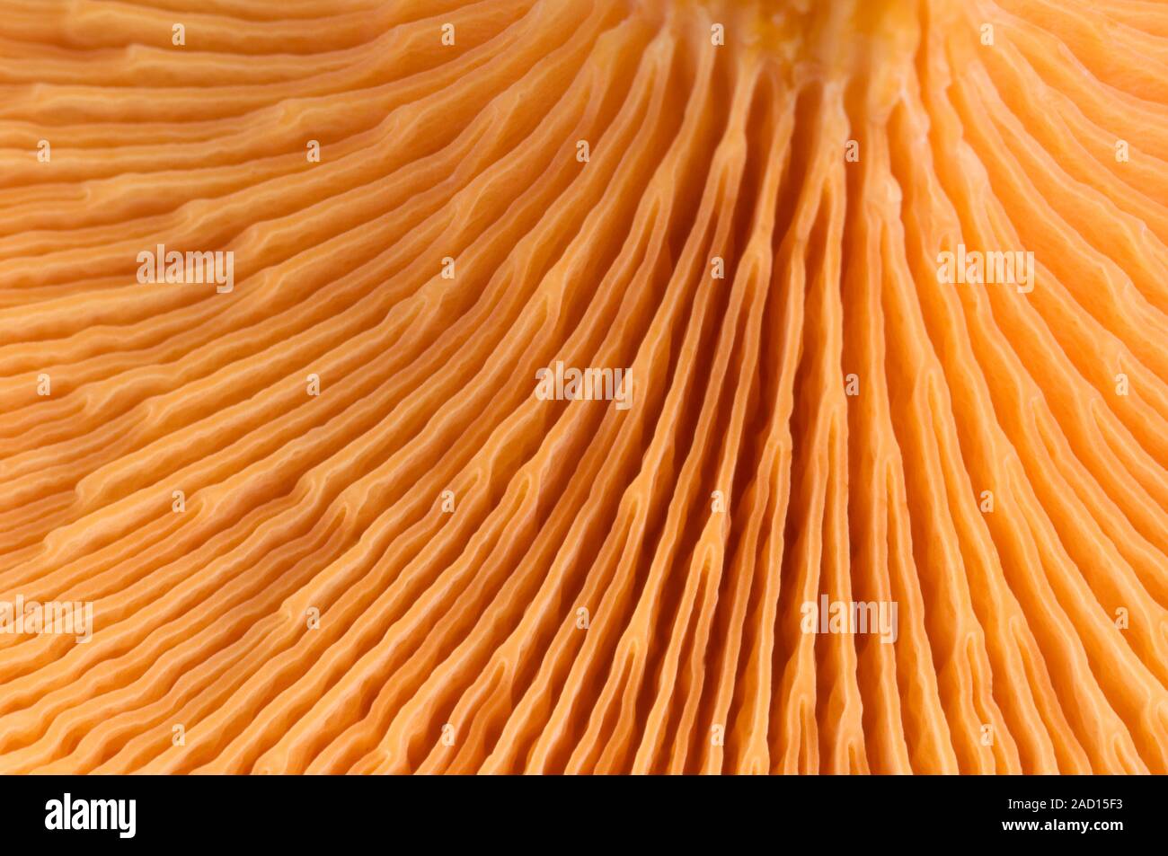 Closeup abstract of the gill structure of a false chanterelle fungus (Hygrophoropsis aurantiaca