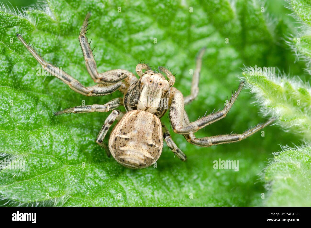Close-up of an adult female common crab spider (Xysticus cristatus