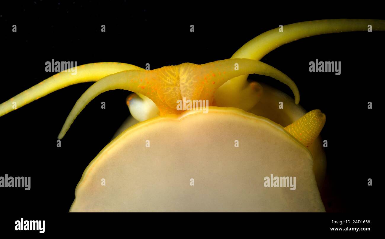 An extreme closeup of the underside of a Golden apple snail (Pomacea