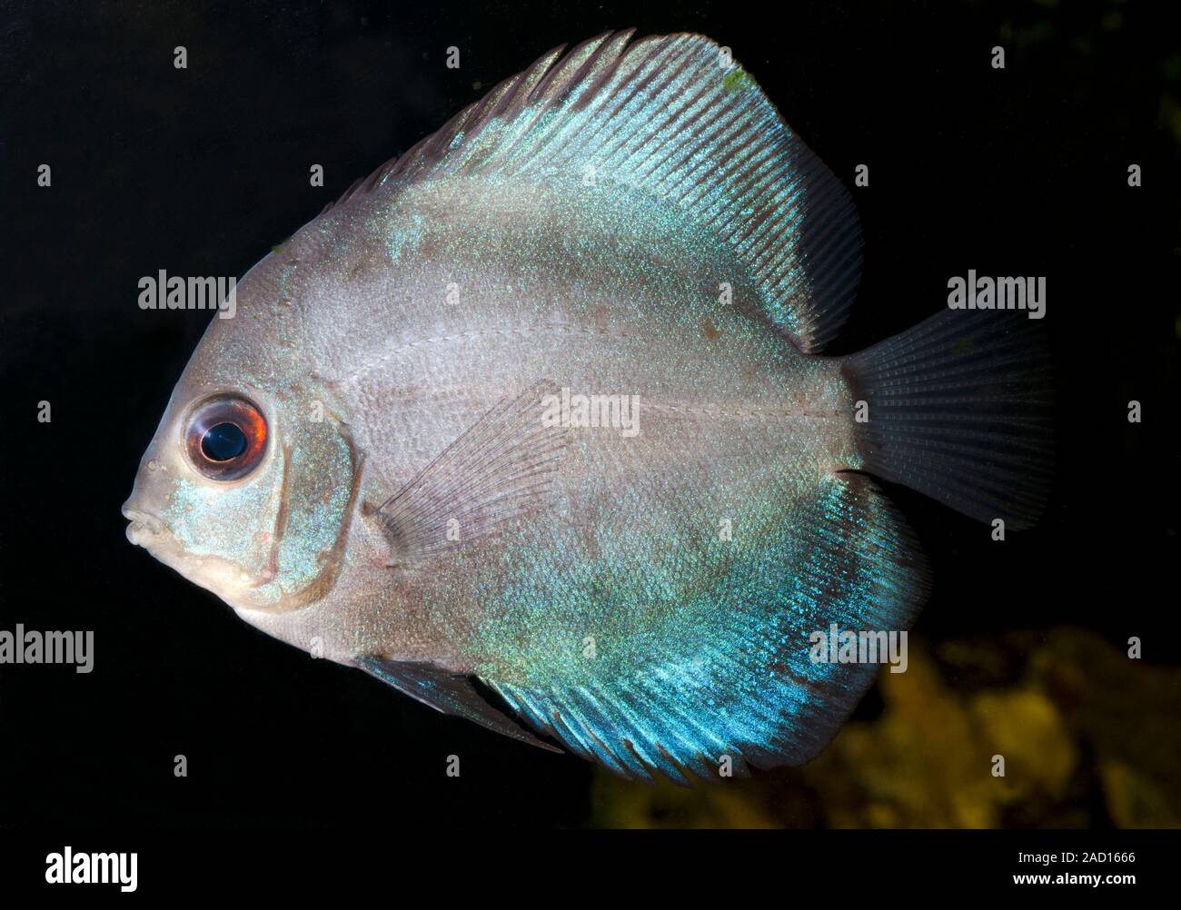 A Turquoise discus (Symphysodon aequifasciata) swimming in an aquarium at the King's Lynn Koi