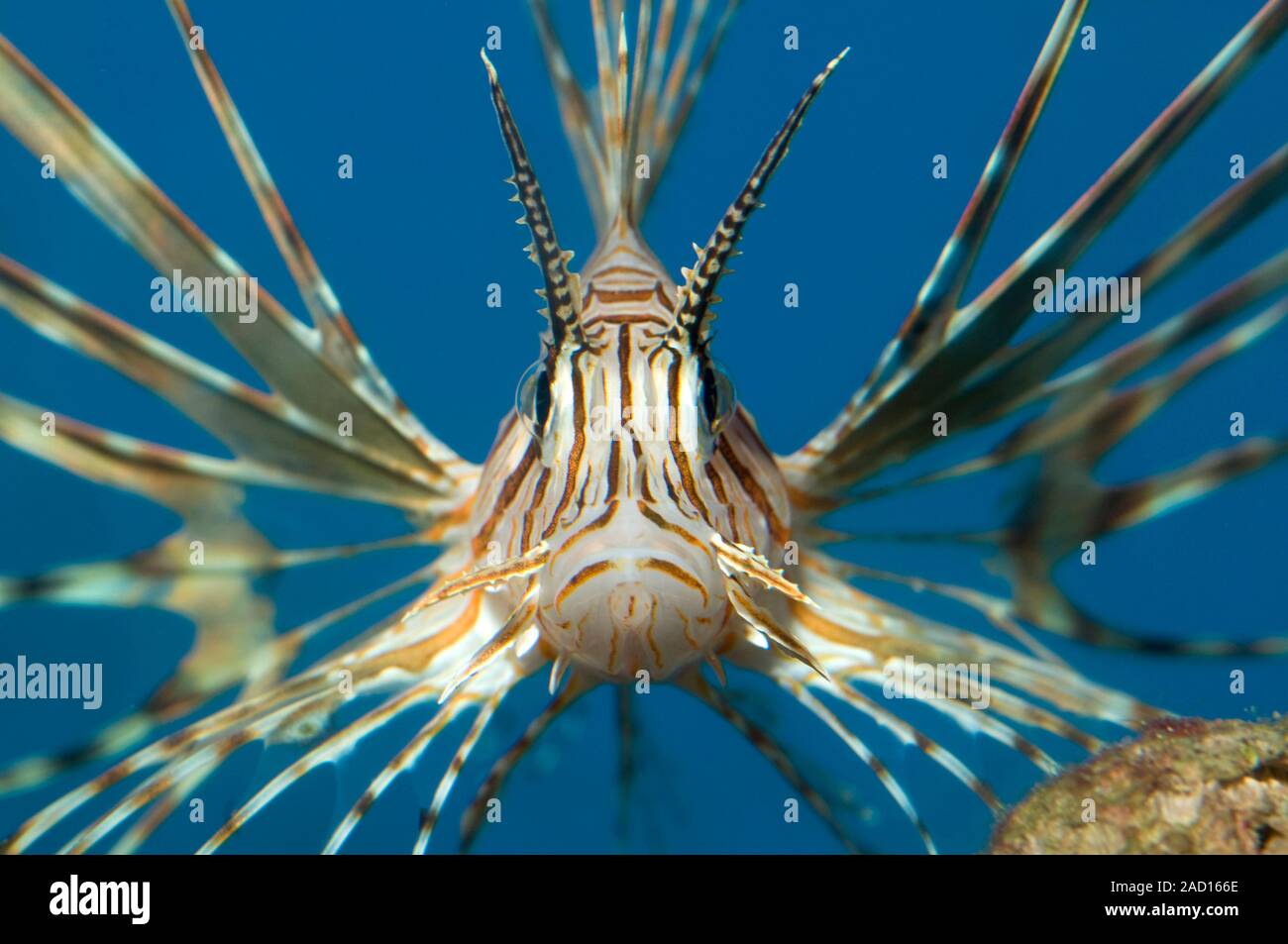 Close up of a volitan lionfish (Pterois volitans). A beautiful ...