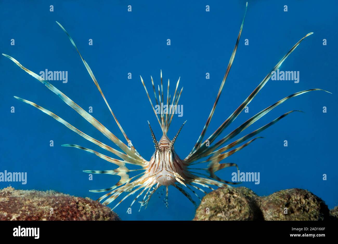 Close up of a volitan lionfish (Pterois volitans). A beautiful ...