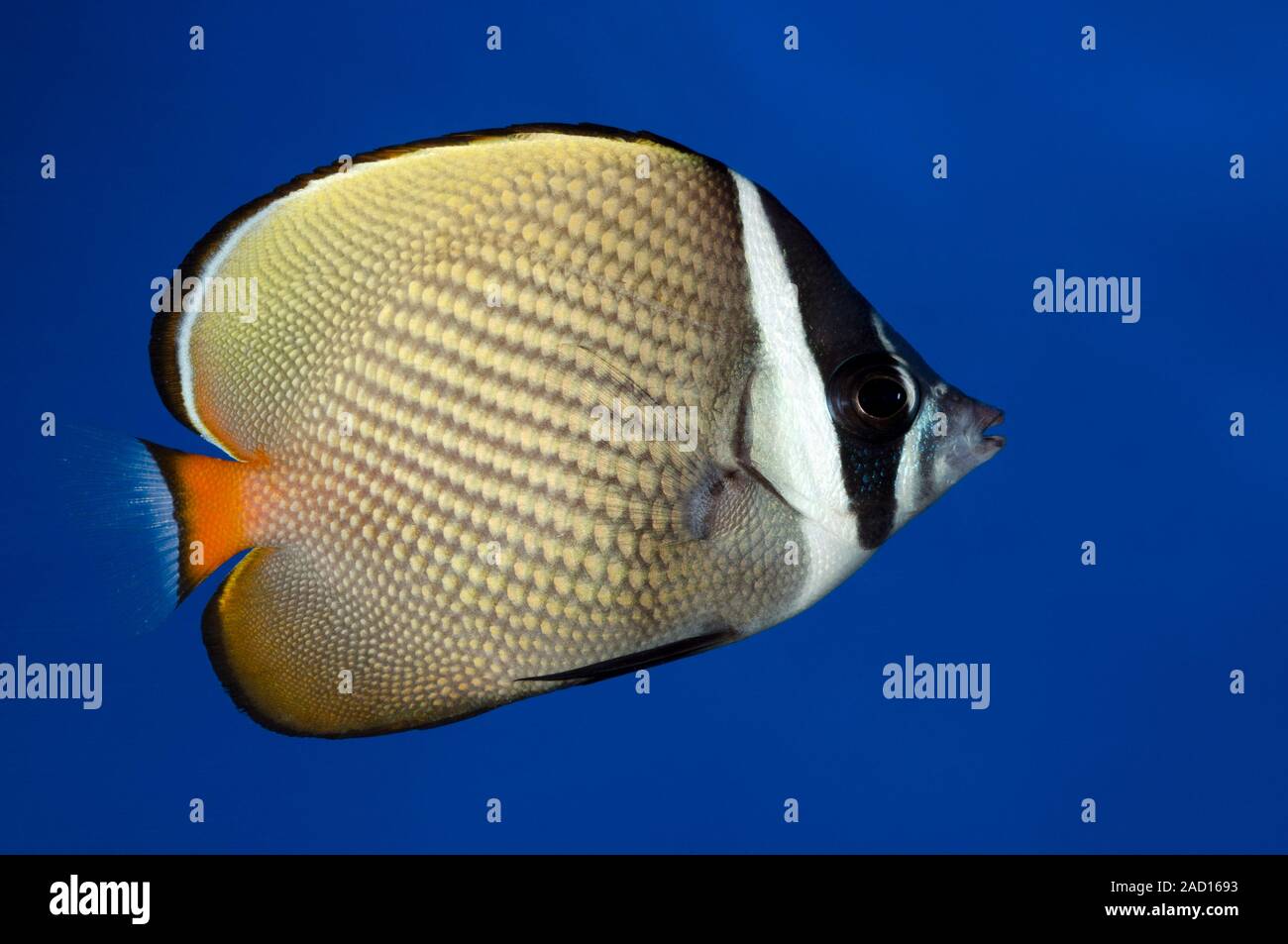 Close-up of a Pakistan or Red-tailed butterflyfish or Collare ...