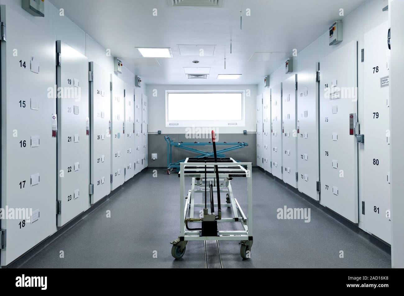 morgue Morgue storage area. Cadaver storage area in a hospital morgue or mortuary.  This is where dead bodies (cadavers) are stored in refrigerated units befo  Stock Photo - Alamy