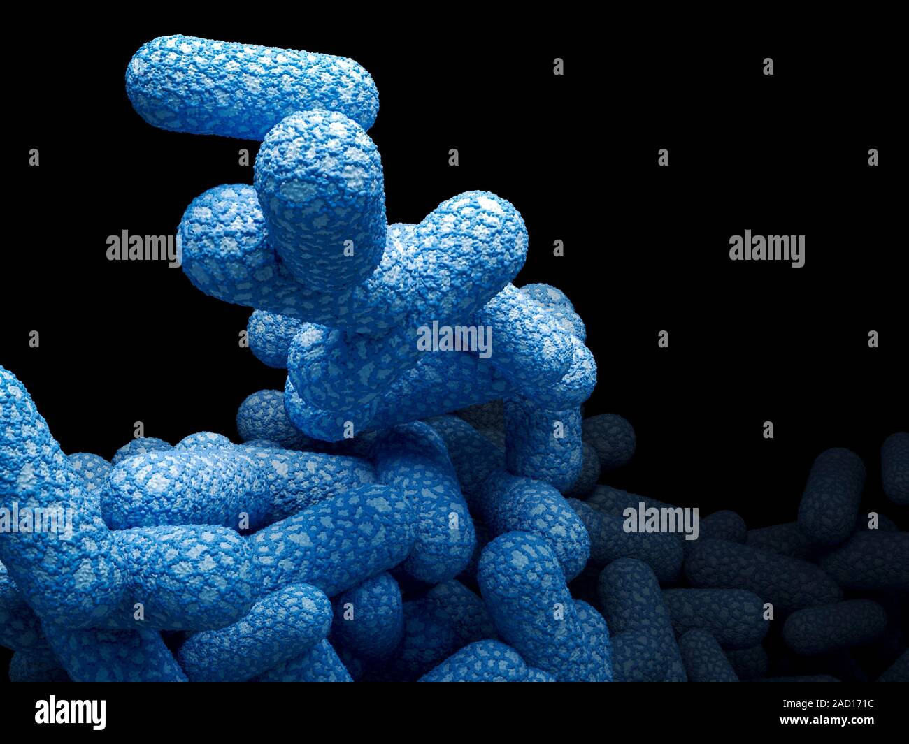 E. coli bacteria. Computer illustration of Escherichia coli bacteria. E ...