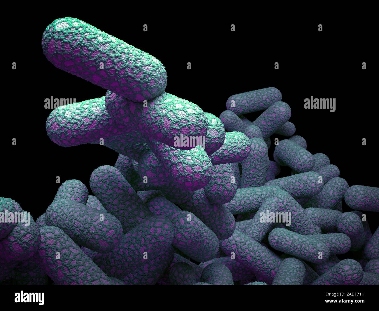 E. coli bacteria. Computer illustration of Escherichia coli bacteria. E ...
