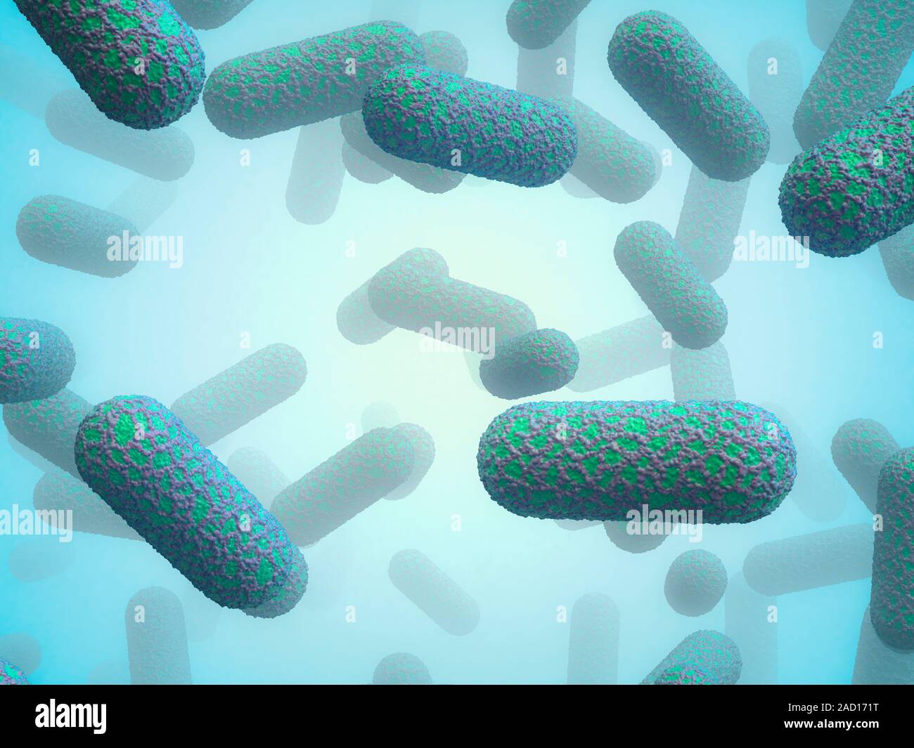 E. coli bacteria. Computer illustration of Escherichia coli bacteria. E ...