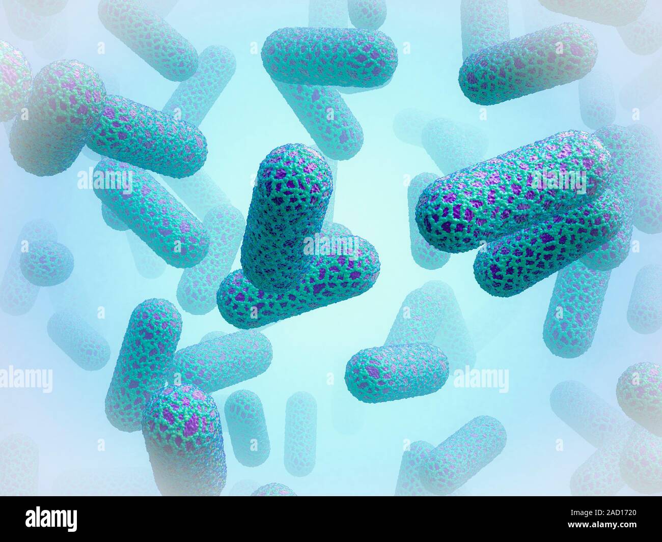 E. coli bacteria. Computer illustration of Escherichia coli bacteria. E