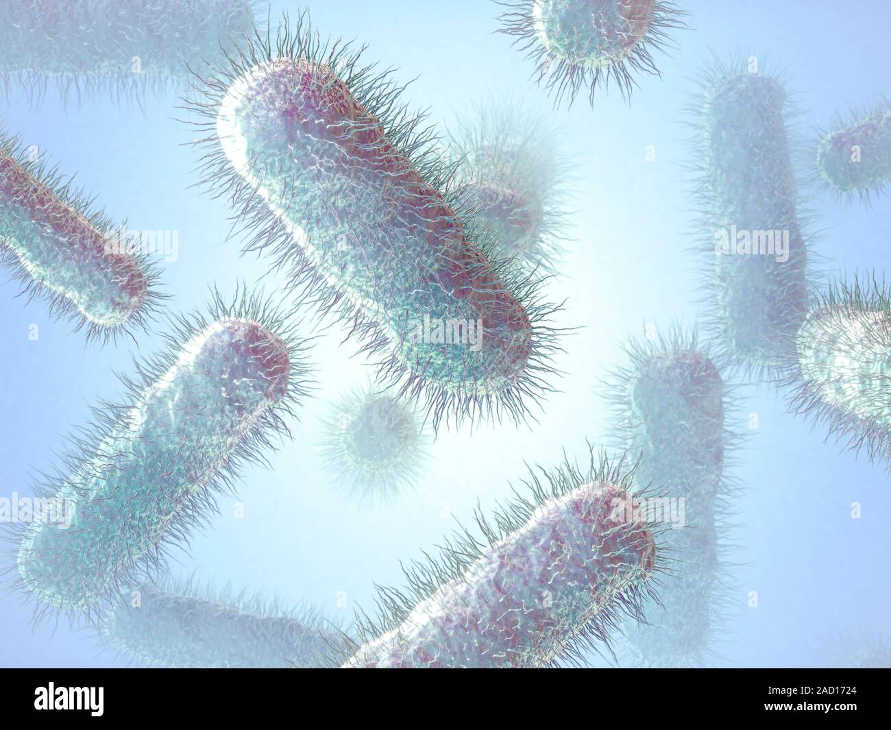 E. coli bacteria. Computer illustration of Escherichia coli bacteria. E ...