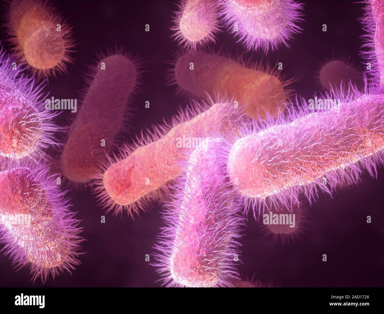 E. coli bacteria. Computer illustration of Escherichia coli bacteria. E