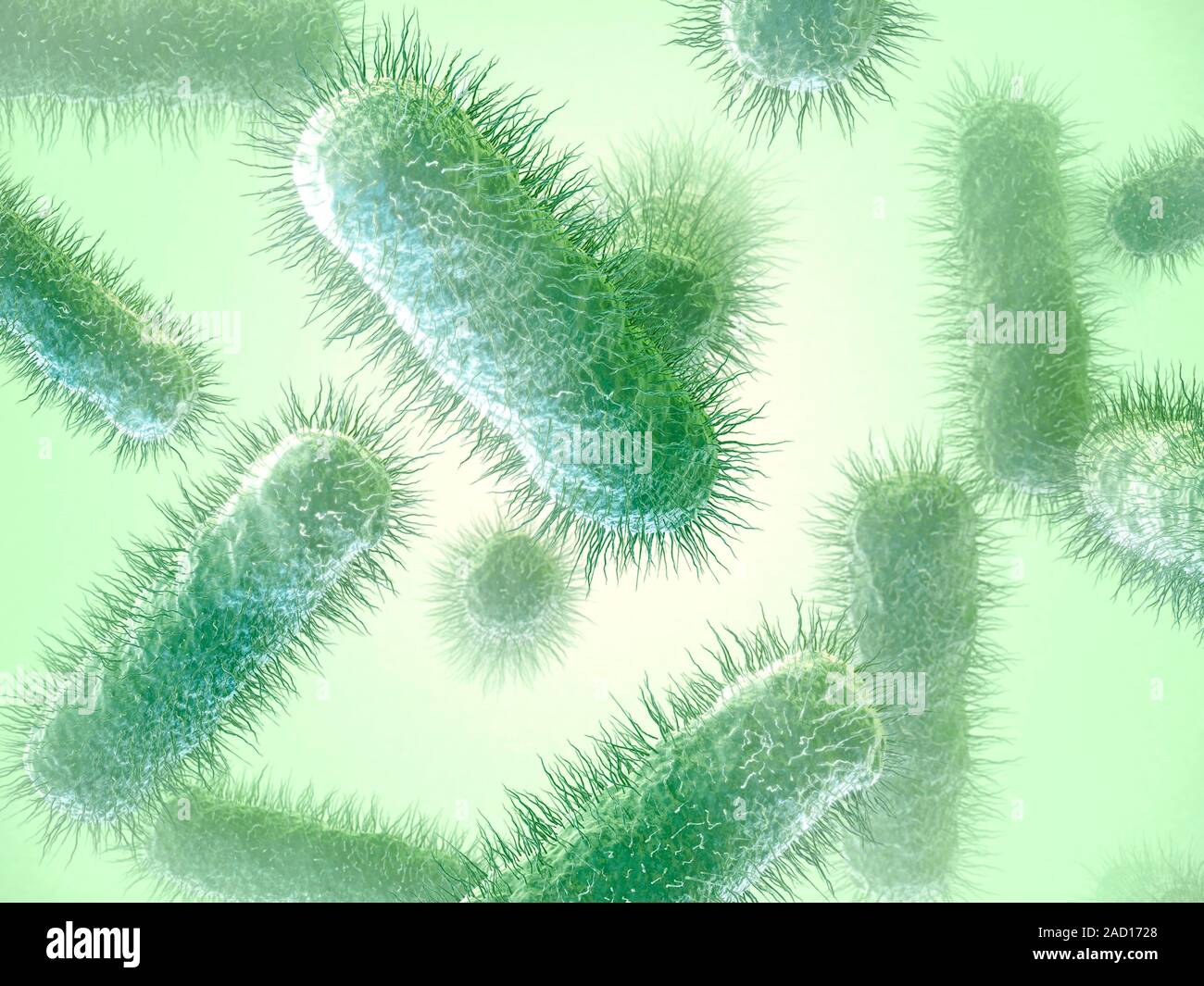 E. coli bacteria. Computer illustration of Escherichia coli bacteria. E ...