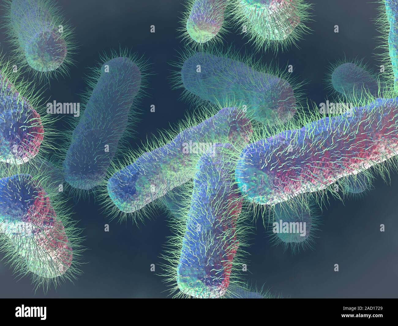 E. coli bacteria. Computer illustration of Escherichia coli bacteria. E ...