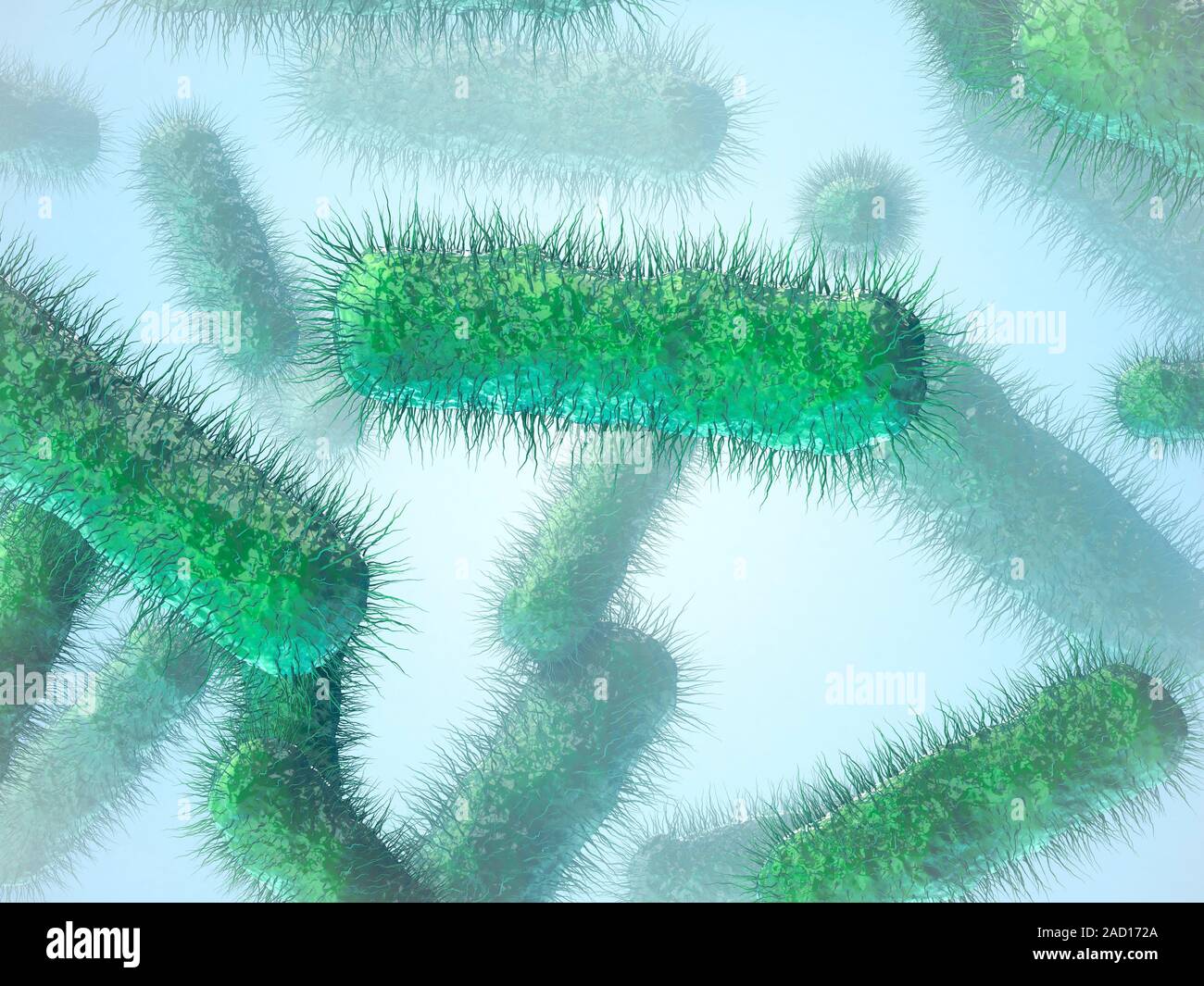 E. coli bacteria. Computer illustration of Escherichia coli bacteria. E ...