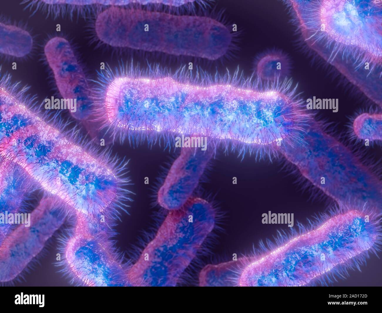 E. coli bacteria. Computer illustration of Escherichia coli bacteria. E
