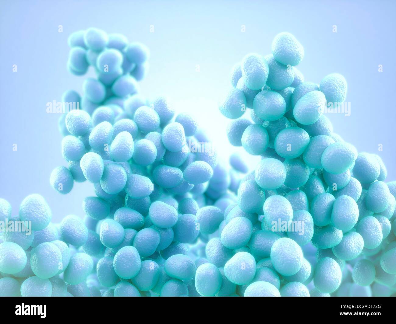 Staphylococcus Bacteria Computer Illustration Of A Group Of